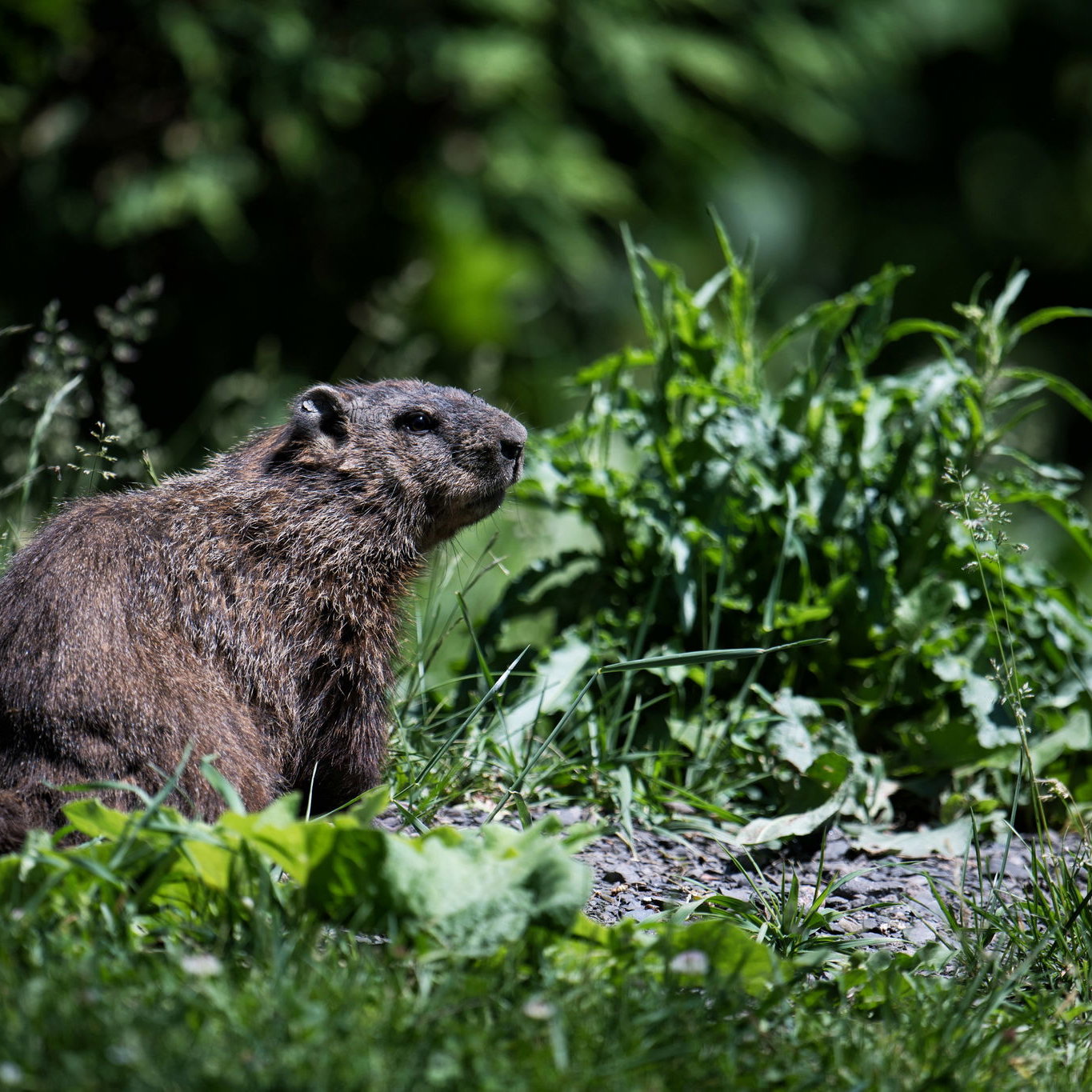 GP Kanada resmi ditunda dari kalender F1 2020