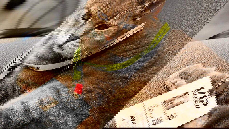 Formulino, F1 Imola Cat