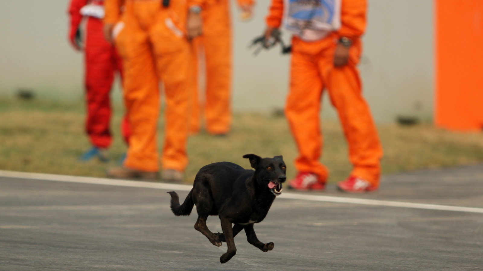 Stray dog on race track
