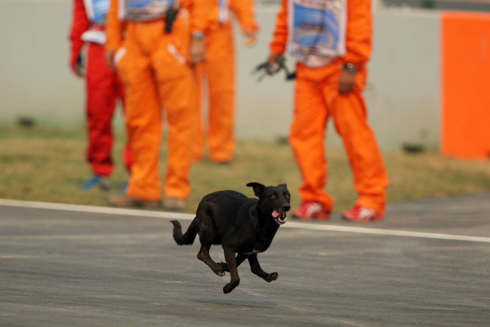 Stray dog on race track