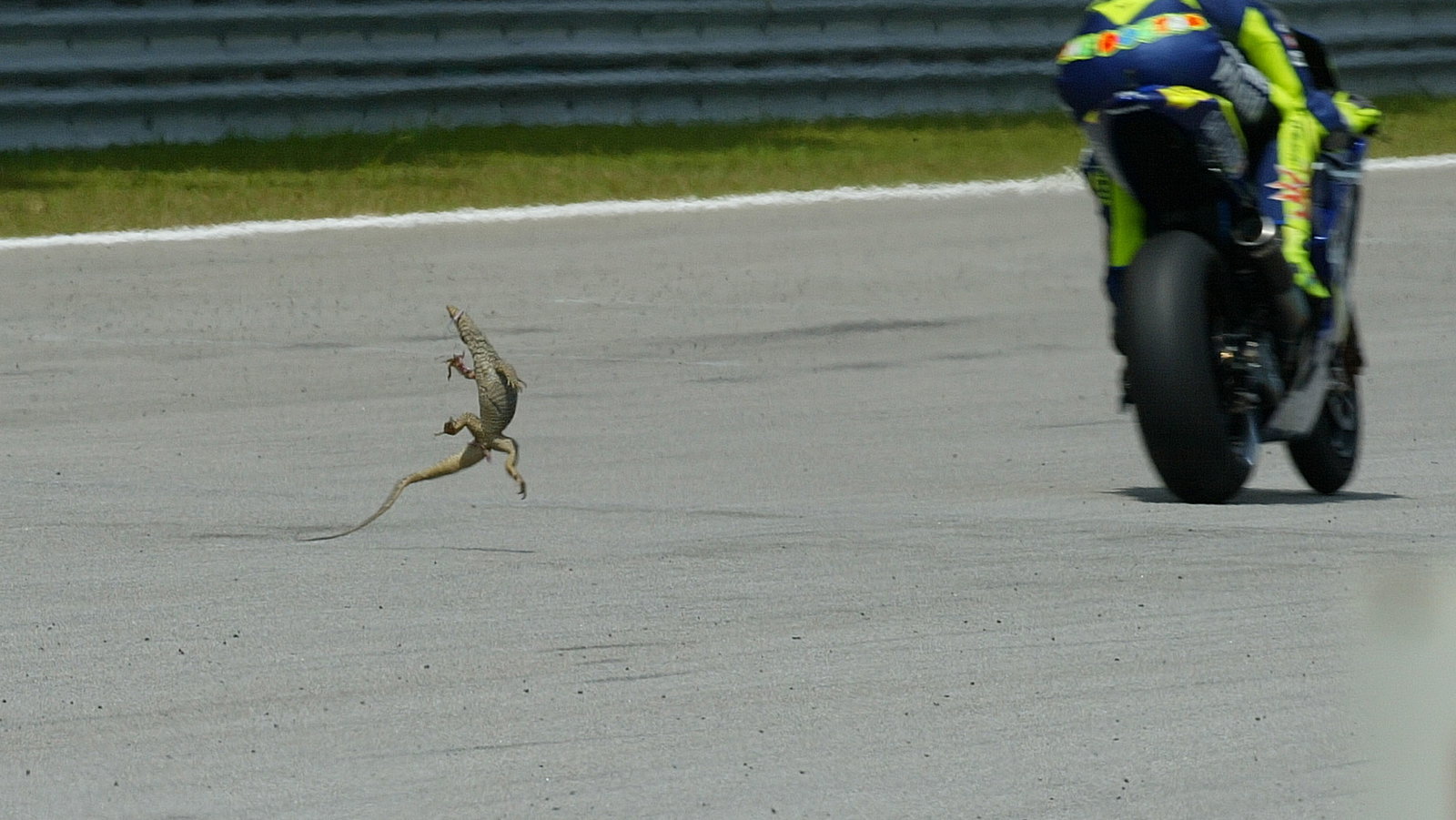 Rossi hits lizard!, Malaysian MotGP, 2005