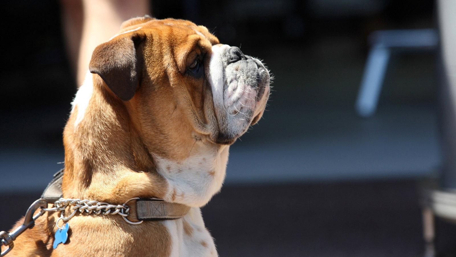 - Roscoe, the dog of Lewis Hamilton (GBR) Mercedes AMG F1