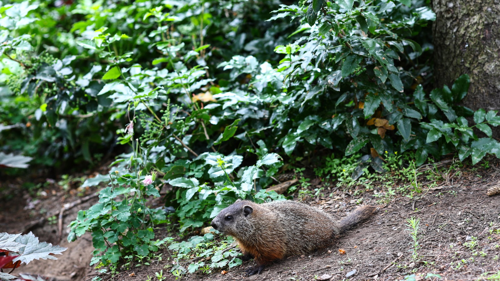 Track Atmosphere, groundhog Formula 1 World Championship, Rd 9, Canadian Grand Prix, Montreal, Canada, Preparation Day.-
